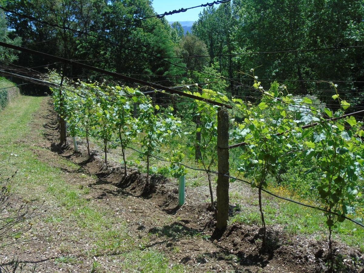 Quinta Da Chouza Agroturismo E Enoturismo Celorico De Basto Exterior photo