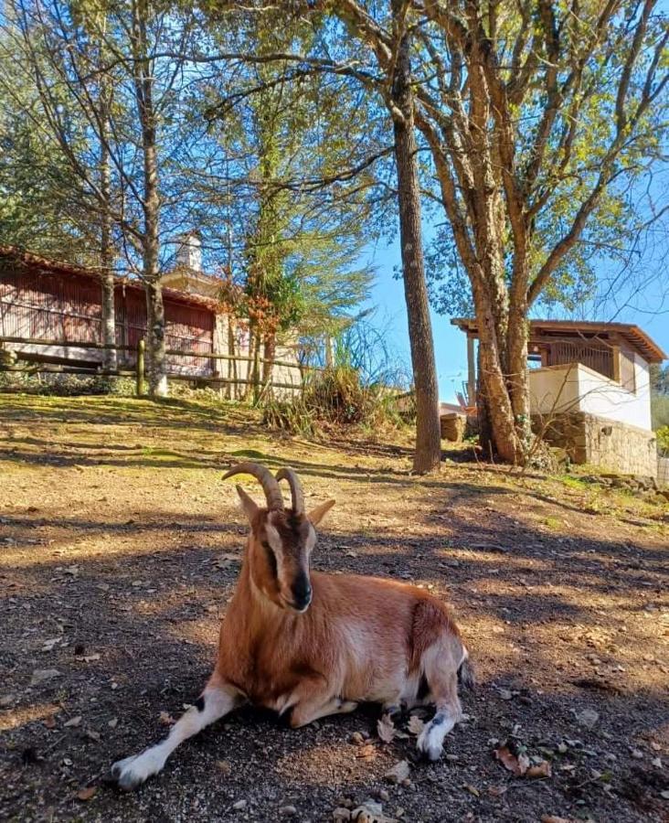 Quinta Da Chouza Agroturismo E Enoturismo Celorico De Basto Exterior photo