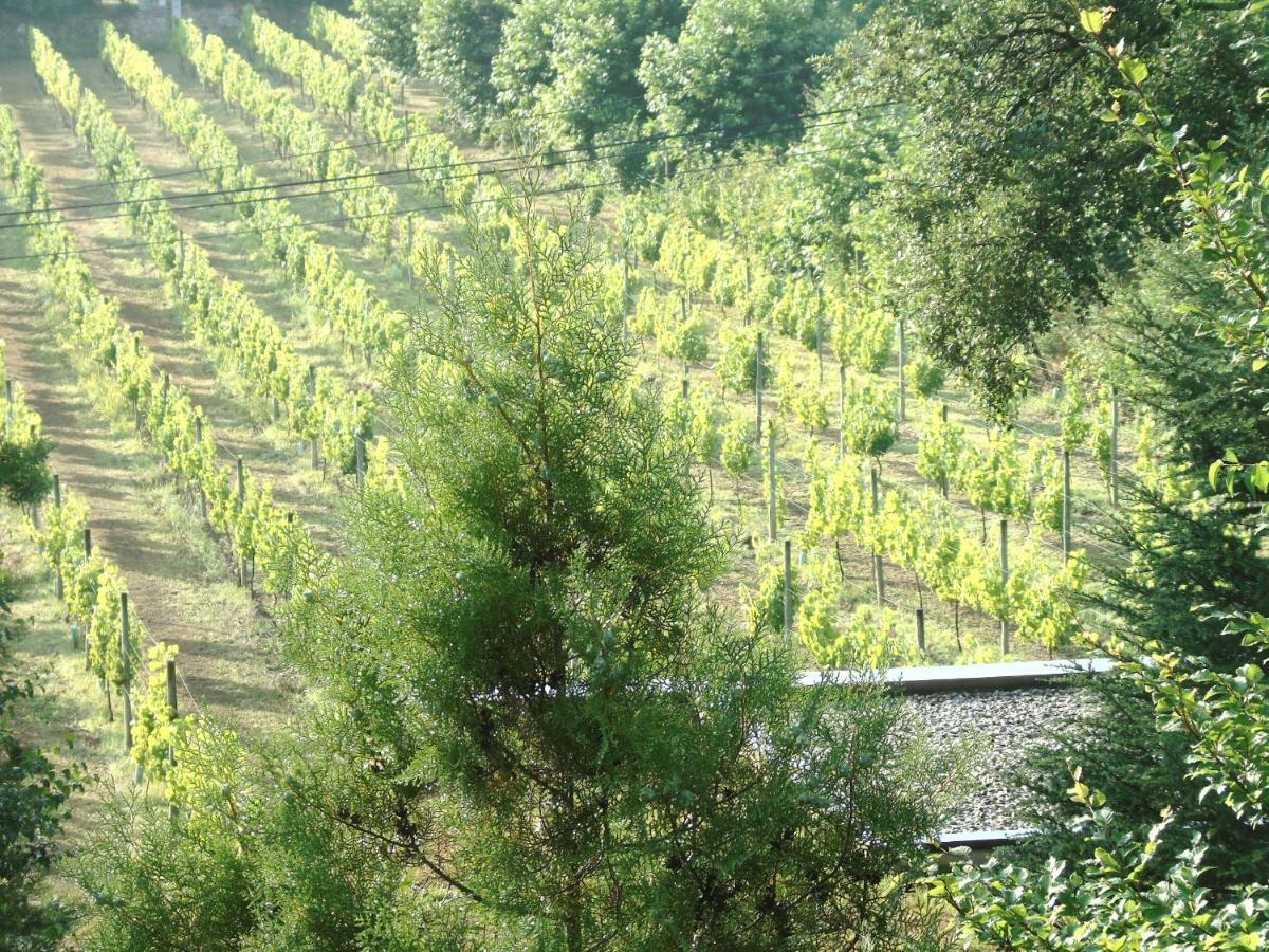 Quinta Da Chouza Agroturismo E Enoturismo Celorico De Basto Exterior photo